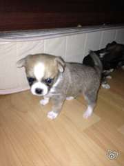 A donner Magnifique chiot male type chihuahua