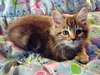 Sublimes chatons type Maine Coon