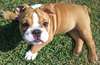 Magnifique femelle bulldog anglais