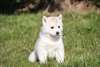 Superbes chiots Husky de Sibérie