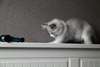 donne chaton femelle ragdoll