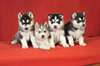 sublimes chiot siberian husky