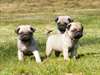 Sublimes chiots type carlin - photo 2