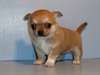 A donner chiots chihuahua mâle et femelle