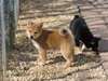 Impeccable chiots type shiba inu