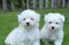 Chiots type bichons maltais