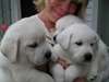 Chiots labrador retriever