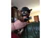 Adorable b&#233;b&#233;s type yorkshir terrier a donner - photo 1