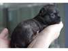 un chiot chihuahua mini mâles à donner