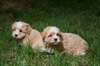 Chiots type Bichon Havanais