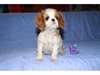 je donnes b&#233;b&#233; chiot cavalier king charles - photo 1