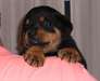 Race Pure Chiot Rottweiler a donner