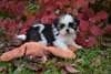 Magnifiques chiots Shih-tzu