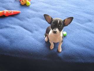 chiot chihuahua femelle