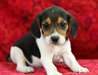 Superbes chiots Beagle pour adoption