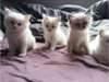 Chatons  Ragdoll issus Parents pure race