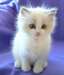 Chaton Ragdoll