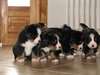 Magifiques Chiots bouvier bernois