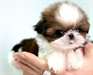 ( jeune femelle et male ) chiots shih tzu dispo .