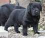 chiots labrador contre bons soins