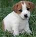 Chiots Jack-russel 1 femelle et 1 male