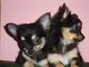 2 chiots CHIHUAHUA mâle et femelle