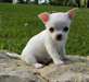 chiots chihuahua