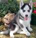 chiots Husky sibériens disponible