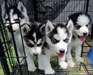MAGNIFIQUES CHIOTS TYPE HUSKY SIBERIEN