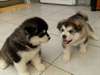 MAGNIFIQUES CHIOTS TYPE HUSKY SIBERIEN
