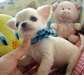 adorables chiots chihuahua au prix de rien