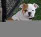 adorable chiots bull doga donner - photo 1