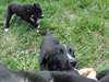 chiots a donner