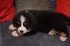 chiots Bouvier bernois lof