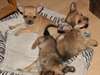 A donnez Magnifiques chiots Chihuahua lof - photo 1