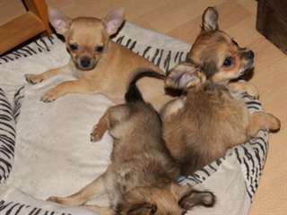 A donnez Magnifiques chiots Chihuahua lof