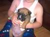 BullMastiff chiot pour un foyer aimant