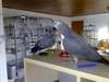 Perroquet gris d'Afrique pour adoption - photo 1