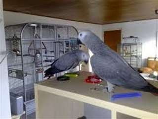 Perroquet gris d'Afrique pour adoption