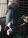 Congo perroquet gris - photo 1