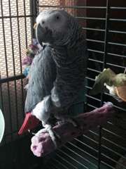 Congo perroquet gris