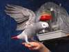 Femme African Grey Parrot pour adoption