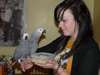 Perroquets de gris africain disponibles - photo 1