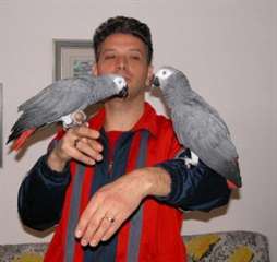 Deux perroquets gris d'Afrique pour adoption