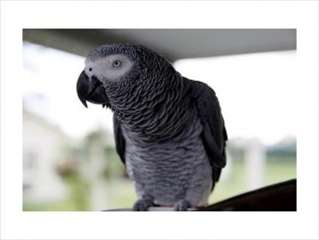 perroquets gris