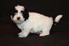 Chiots bichon havanais