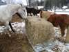 Mangeoire économique pour chevaux ou poney