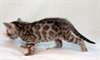 2 Superbes chatons bengals (silver spotted tabby)