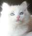 Adorable chaton m&#226;le Ragdoll blue point bicolor - photo 1