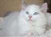 Adorable chaton m&#226;le Ragdoll blue point bicolor - photo 3